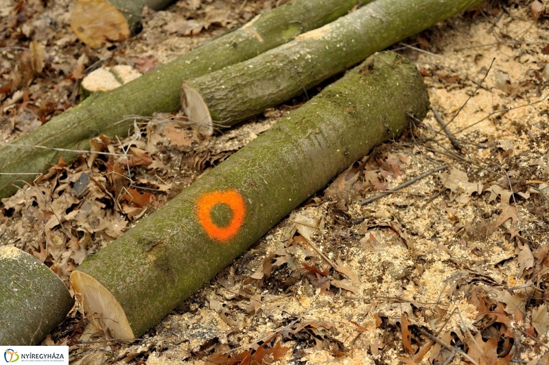 Erdőkezelés Sóstón