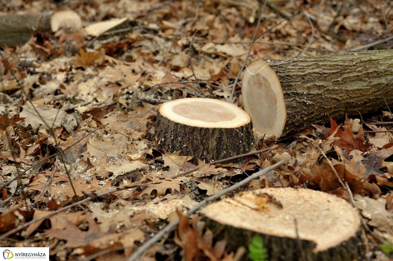 Erdőkezelés Sóstón