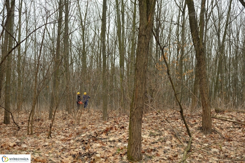 Erdőkezelés Sóstón