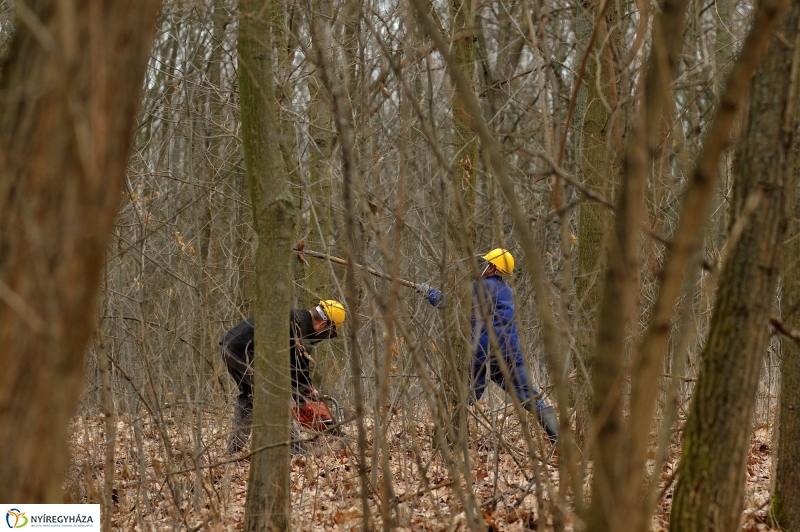 Erdőkezelés Sóstón