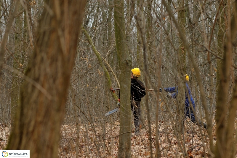 Erdőkezelés Sóstón