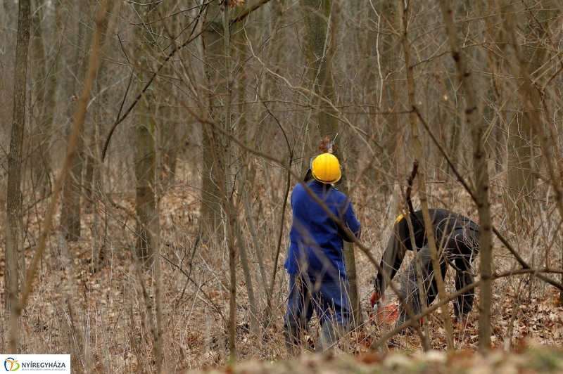 Erdőkezelés Sóstón