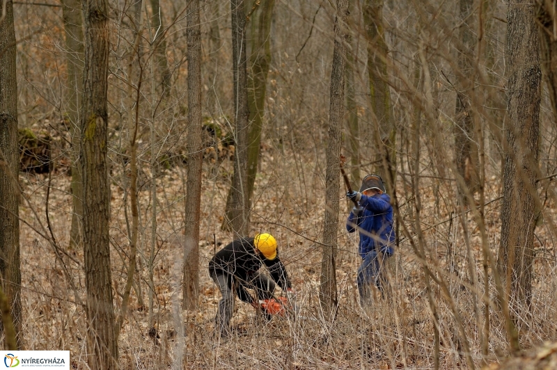 Erdőkezelés Sóstón