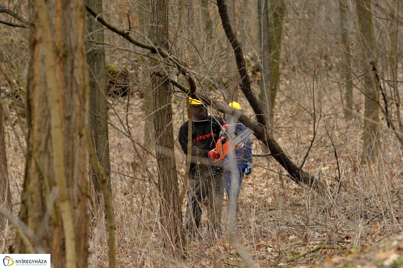 Erdőkezelés Sóstón