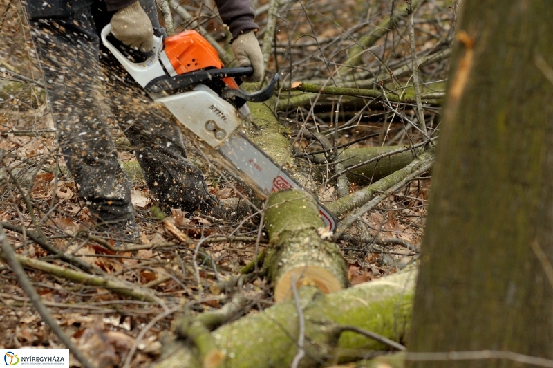 Erdőkezelés Sóstón