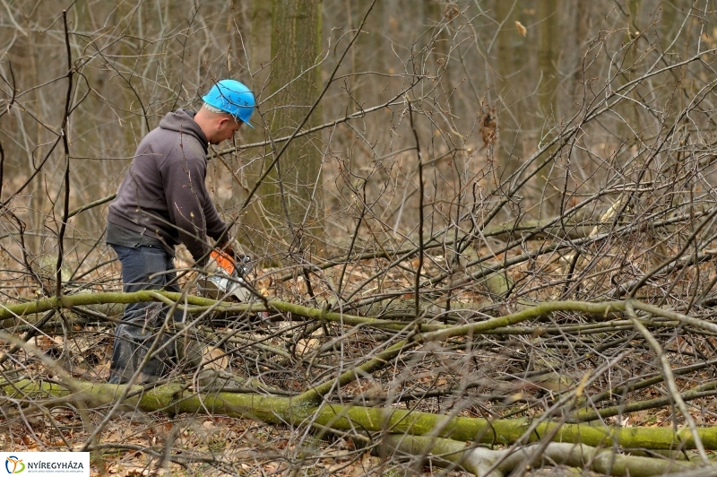 Erdőkezelés Sóstón