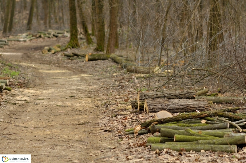 Erdőkezelés Sóstón