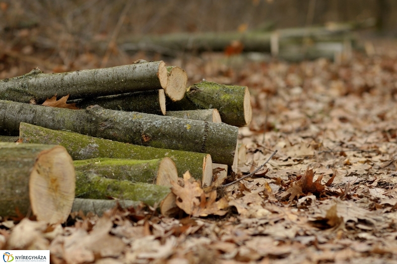 Erdőkezelés Sóstón