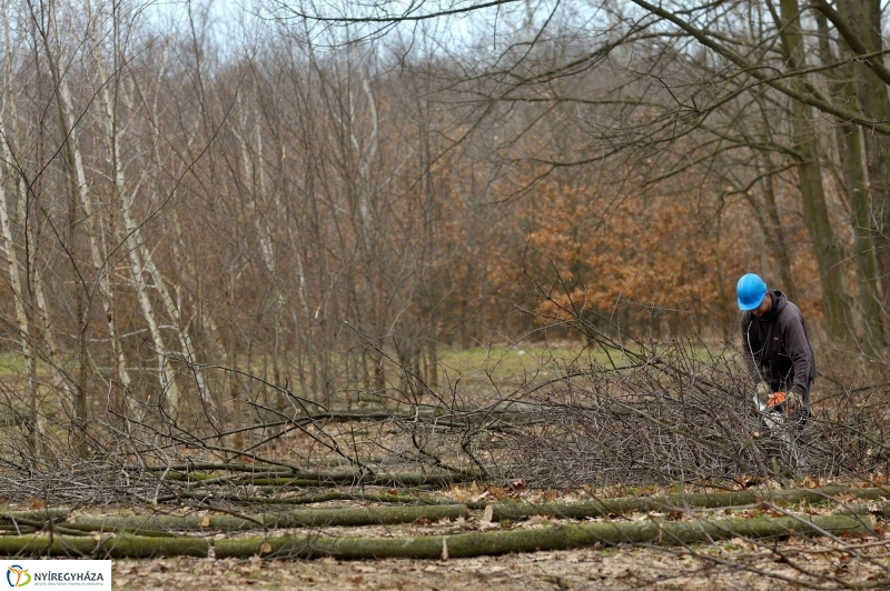 Erdőkezelés Sóstón