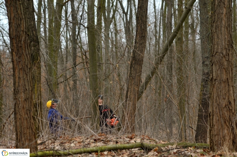Erdőkezelés Sóstón