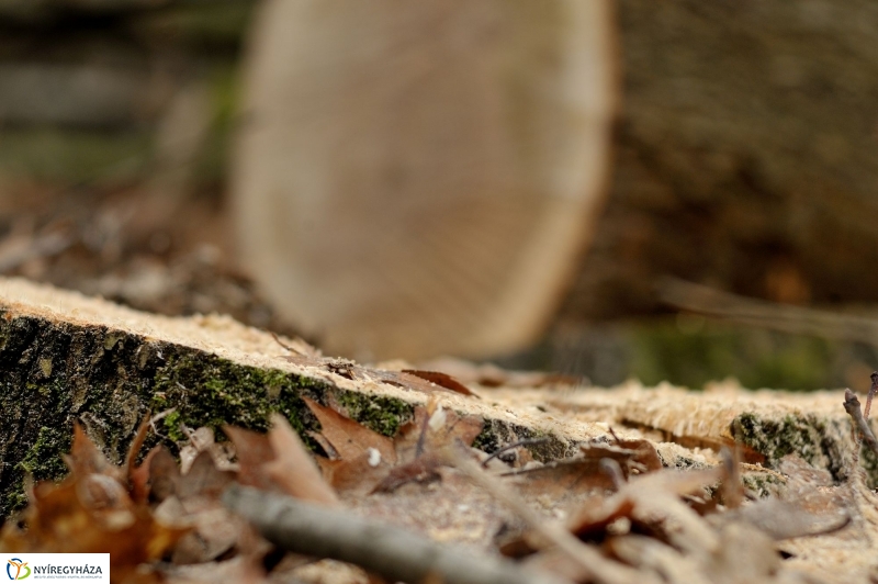 Erdőkezelés Sóstón