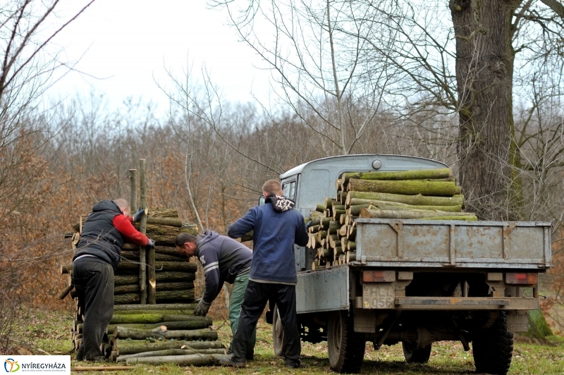 Erdőkezelés Sóstón