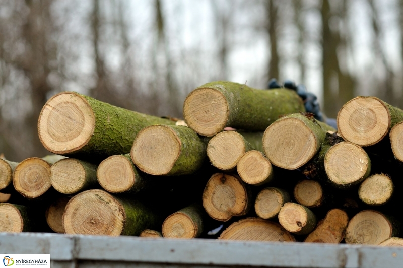 Erdőkezelés Sóstón