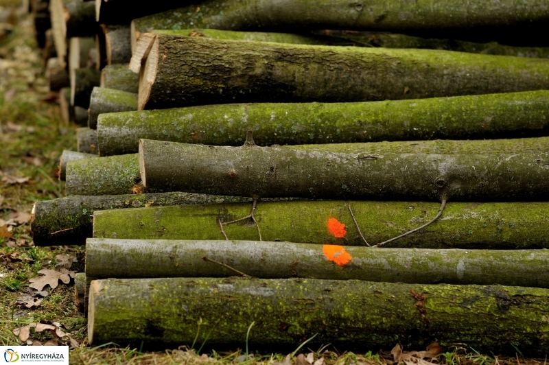 Erdőkezelés Sóstón