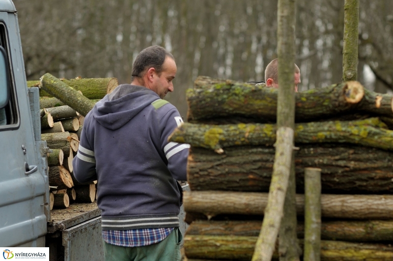 Erdőkezelés Sóstón