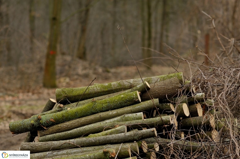 Erdőkezelés Sóstón