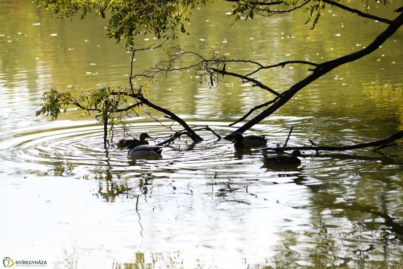 Sóstó az őszi napsütésben