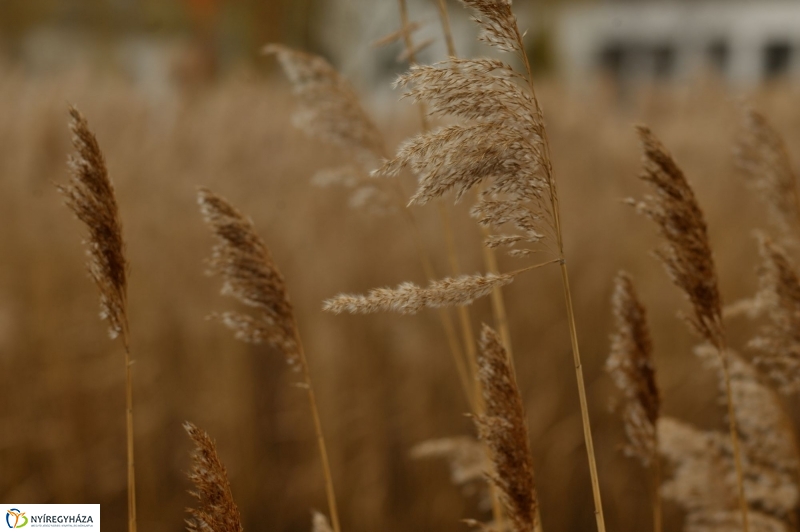 Nádvágás a Bujtoson