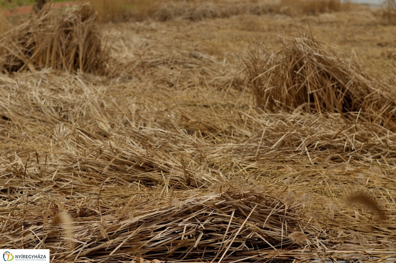 Nádvágás a Bujtoson