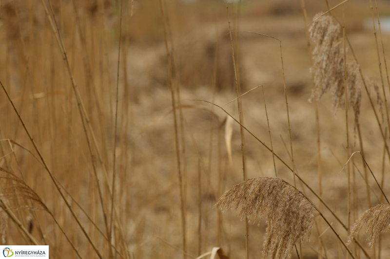 Nádvágás a Bujtoson