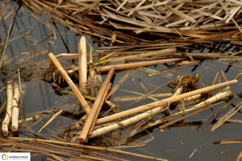 Nádvágás a Bujtoson