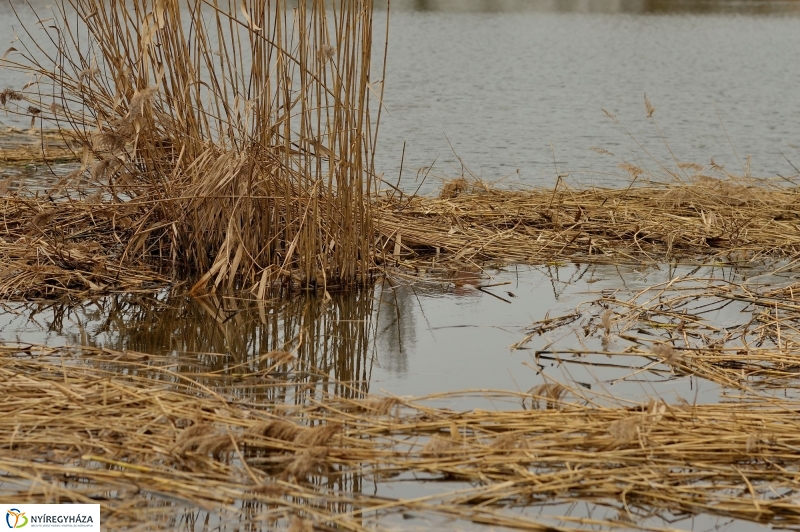 Nádvágás a Bujtoson