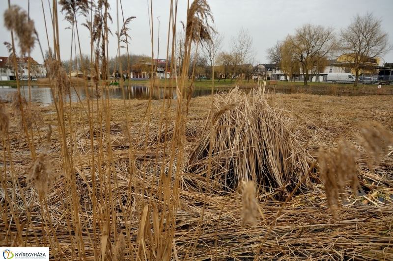 Nádvágás a Bujtoson