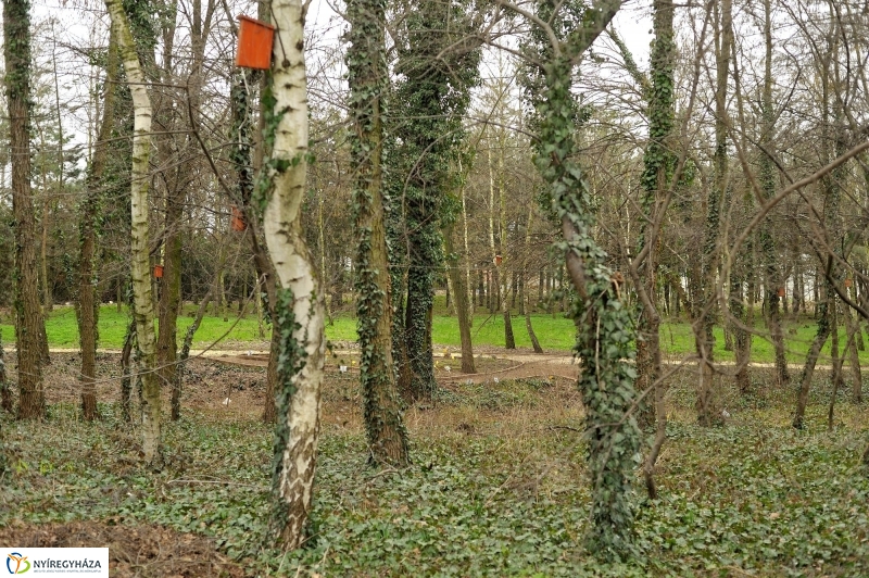 Tavasz első virágai