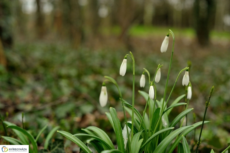 Tavasz első virágai