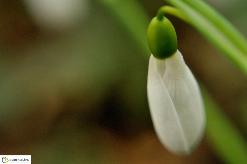 Tavasz első virágai