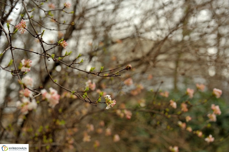 Tavasz első virágai
