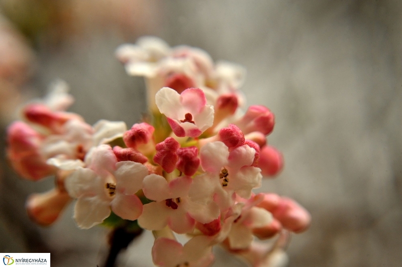 Tavasz első virágai