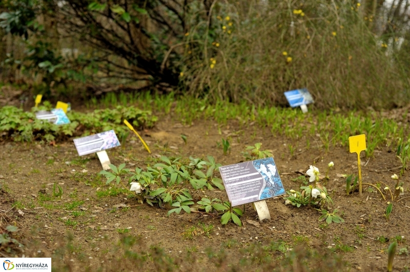 Tavasz első virágai
