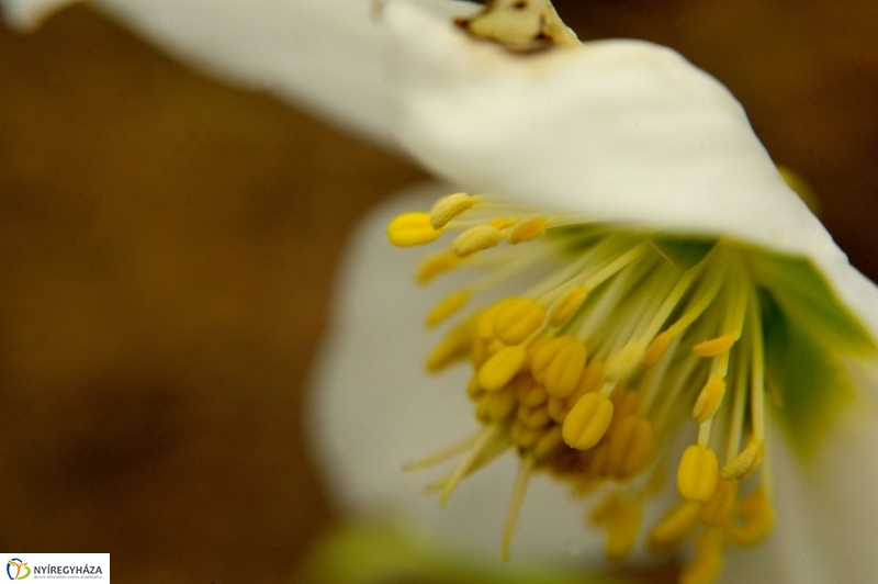 Tavasz első virágai