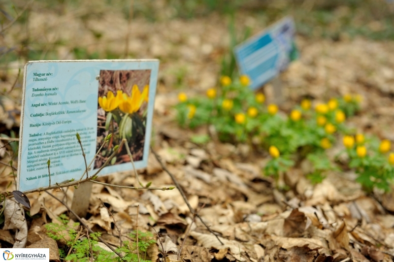 Tavasz első virágai