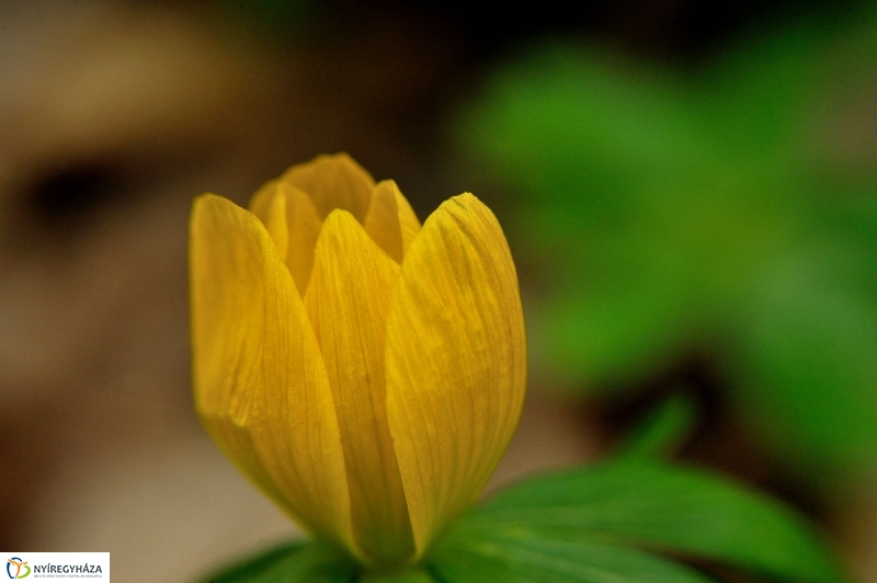 Tavasz első virágai