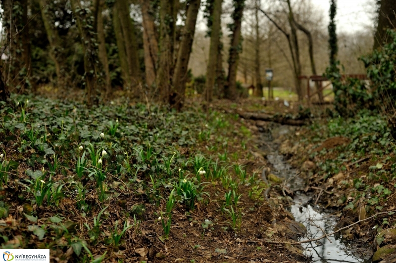 Tavasz első virágai