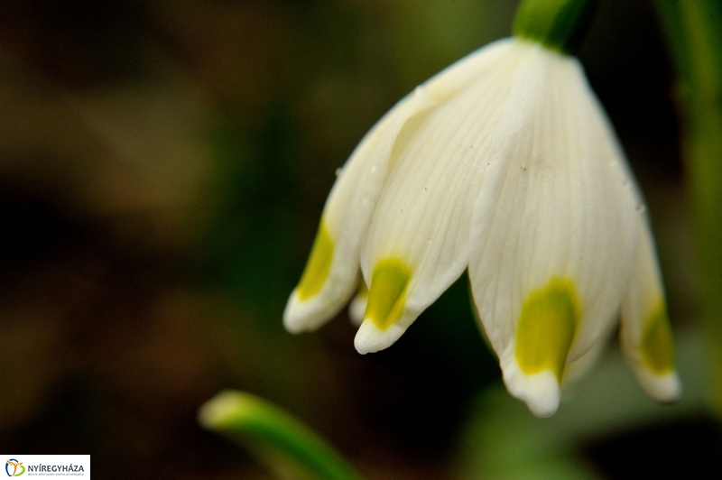 Tavasz első virágai