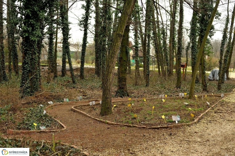 Tavasz első virágai