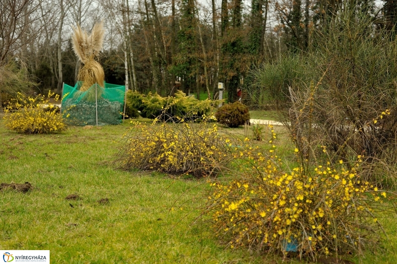 Tavasz első virágai