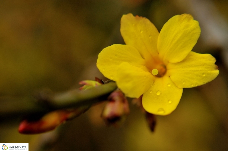 Tavasz első virágai