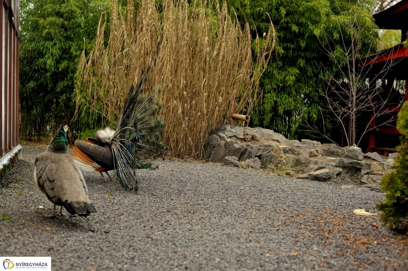 Tavasz első virágai