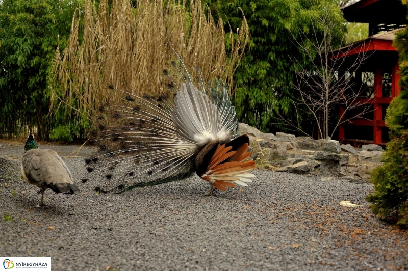 Tavasz első virágai