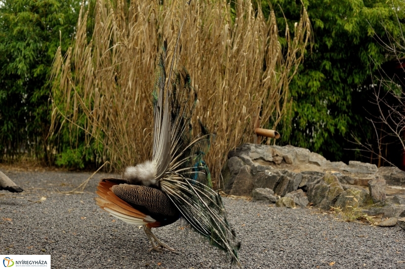 Tavasz első virágai