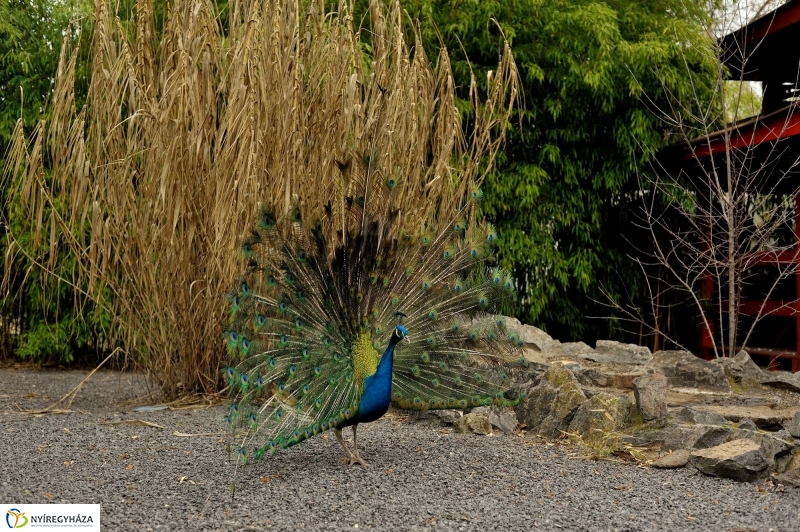 Tavasz első virágai