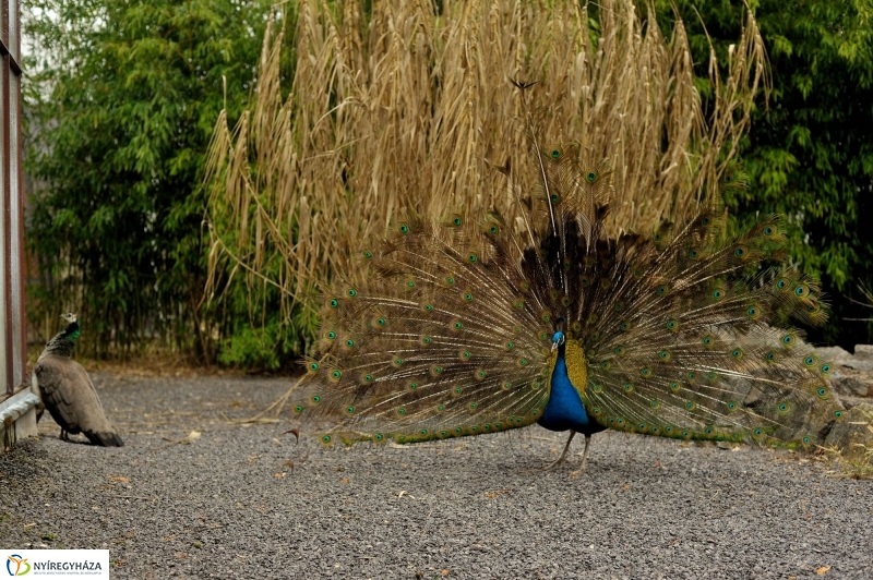 Tavasz első virágai