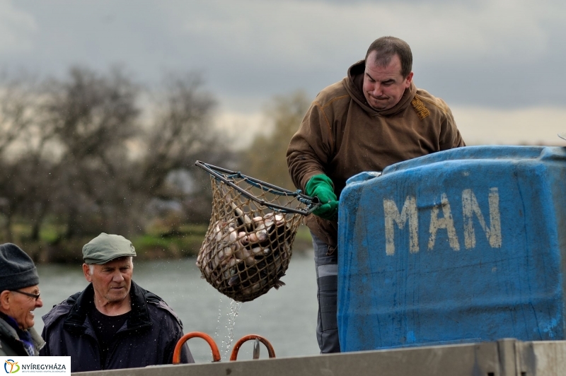 Haltelepítés a Bujtoson