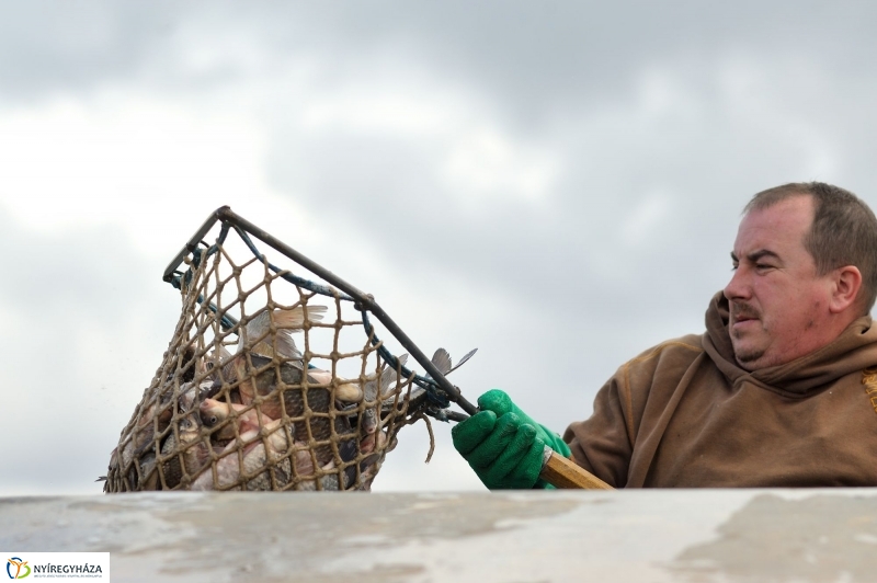Haltelepítés a Bujtoson