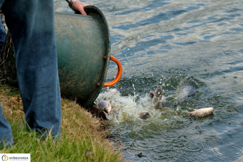 Haltelepítés a Bujtoson