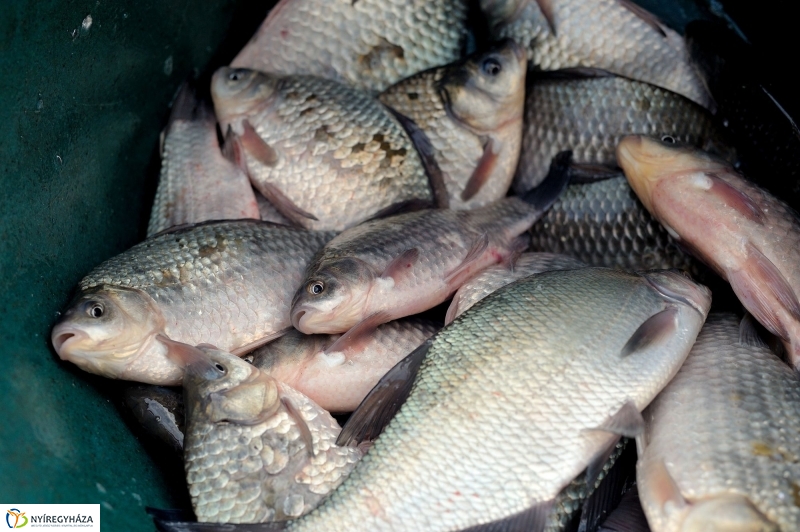 Haltelepítés a Bujtoson